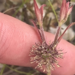 Opercularia hispida at Fisher, ACT - 5 Nov 2022 12:18 PM