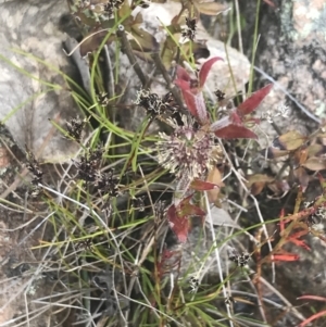 Opercularia hispida at Fisher, ACT - 5 Nov 2022 12:18 PM