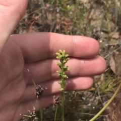 Microtis unifolia at Fisher, ACT - 5 Nov 2022