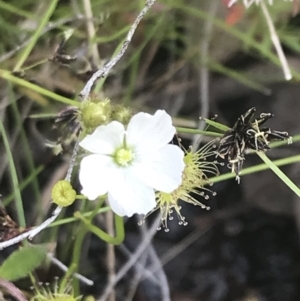 Drosera gunniana at Fisher, ACT - 5 Nov 2022