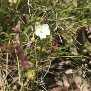 Drosera gunniana at Fisher, ACT - 5 Nov 2022