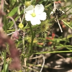 Drosera gunniana at Fisher, ACT - 5 Nov 2022