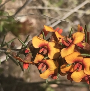 Dillwynia sericea at Fisher, ACT - 5 Nov 2022 12:14 PM