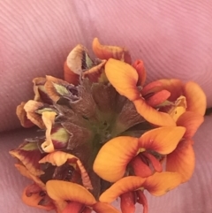 Dillwynia sericea at Fisher, ACT - 5 Nov 2022 12:14 PM