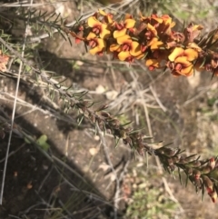 Dillwynia sericea at Fisher, ACT - 5 Nov 2022 12:14 PM