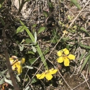 Goodenia hederacea subsp. hederacea at Fisher, ACT - 5 Nov 2022