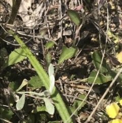 Goodenia hederacea subsp. hederacea at Fisher, ACT - 5 Nov 2022