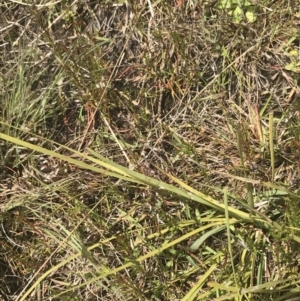 Lomandra filiformis subsp. coriacea at Fisher, ACT - 5 Nov 2022 12:14 PM