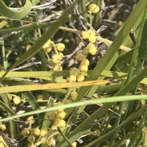 Lomandra filiformis subsp. coriacea at Fisher, ACT - 5 Nov 2022 12:14 PM