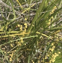 Lomandra filiformis subsp. coriacea at Fisher, ACT - 5 Nov 2022 12:14 PM