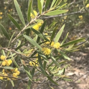 Acacia lanigera var. lanigera at Pearce, ACT - 5 Nov 2022