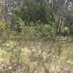 Acacia lanigera var. lanigera at Pearce, ACT - 5 Nov 2022 12:09 PM