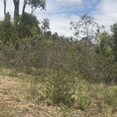 Acacia lanigera var. lanigera at Pearce, ACT - 5 Nov 2022