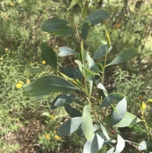 Acacia penninervis var. penninervis at Pearce, ACT - 5 Nov 2022