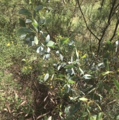 Acacia penninervis var. penninervis at Pearce, ACT - 5 Nov 2022