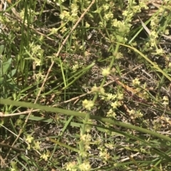 Galium gaudichaudii subsp. gaudichaudii (Rough Bedstraw) at Pearce, ACT - 5 Nov 2022 by Tapirlord