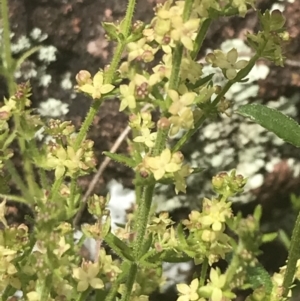 Galium gaudichaudii subsp. gaudichaudii at Pearce, ACT - 5 Nov 2022