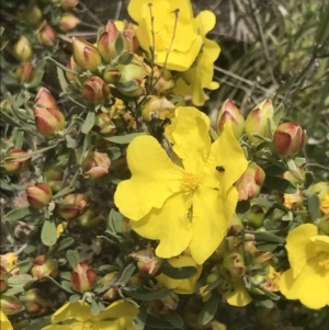 Hibbertia obtusifolia at Pearce, ACT - 5 Nov 2022 12:02 PM