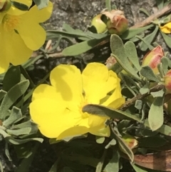 Hibbertia obtusifolia at Pearce, ACT - 5 Nov 2022 12:02 PM