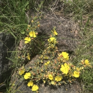 Hibbertia obtusifolia at Pearce, ACT - 5 Nov 2022 12:02 PM