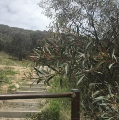 Acacia penninervis var. penninervis (Hickory Wattle) at Pearce, ACT - 5 Nov 2022 by Tapirlord