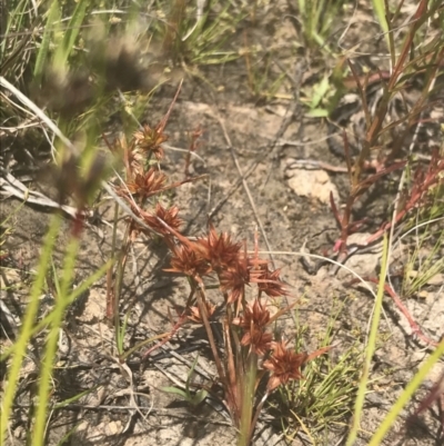 Juncus capitatus (Dwarf Rush) at Mawson Ponds - 5 Nov 2022 by Tapirlord