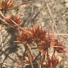 Juncus capitatus at Phillip, ACT - 5 Nov 2022