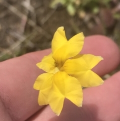 Goodenia pinnatifida (Scrambled Eggs) at Phillip, ACT - 5 Nov 2022 by Tapirlord