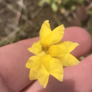 Goodenia pinnatifida at Phillip, ACT - 5 Nov 2022