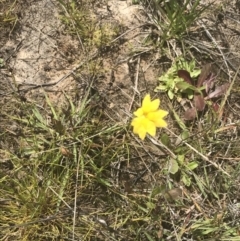 Goodenia pinnatifida at Phillip, ACT - 5 Nov 2022