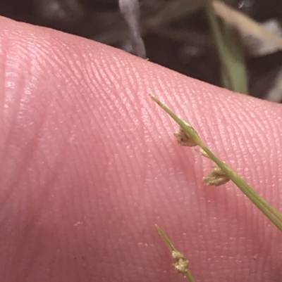 Isolepis cernua (Slender Clubrush) at Mawson Ponds - 5 Nov 2022 by Tapirlord