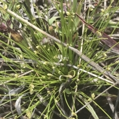 Isolepis cernua at Phillip, ACT - 5 Nov 2022 11:23 AM