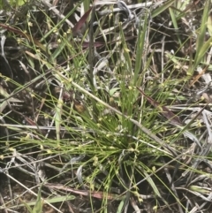 Isolepis cernua at Phillip, ACT - 5 Nov 2022 11:23 AM