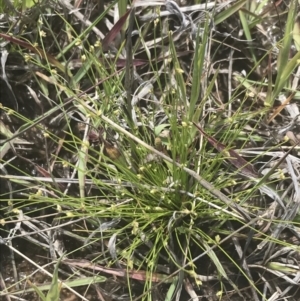 Isolepis cernua at Phillip, ACT - 5 Nov 2022 11:23 AM