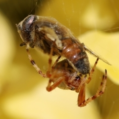 Araneinae (subfamily) (Orb weaver) at Wodonga, VIC - 29 Nov 2022 by KylieWaldon