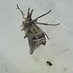 Heliocosma melanotypa (A tortrix or leafroller moth) at Isaacs, ACT - 30 Nov 2022 by Mike