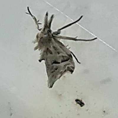 Heliocosma melanotypa (A tortrix or leafroller moth) at Isaacs, ACT - 1 Dec 2022 by Mike