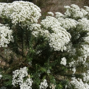 Cassinia aculeata at Borough, NSW - 28 Nov 2022