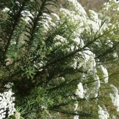 Cassinia aculeata at Borough, NSW - 28 Nov 2022