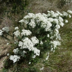 Cassinia aculeata at Borough, NSW - 28 Nov 2022