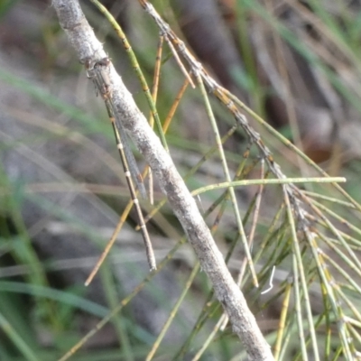 Austrolestes sp. (genus) (Ringtail damselfy) at Borough, NSW - 29 Nov 2022 by Paul4K