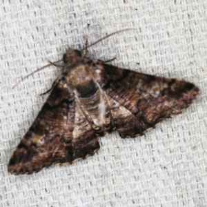 Cryphaea xylina at O'Connor, ACT - 28 Nov 2022