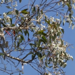 Eucalyptus (genus) (A Gum Tree) at Borough, NSW - 29 Nov 2022 by Paul4K