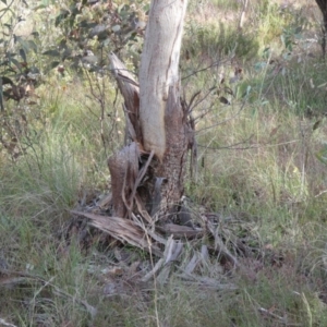 Eucalyptus sp. at QPRC LGA - suppressed