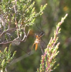 Harpobittacus australis at Borough, NSW - suppressed