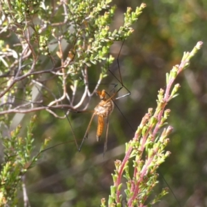 Harpobittacus australis at Borough, NSW - suppressed