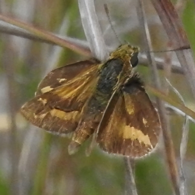 Taractrocera papyria (White-banded Grass-dart) at Paddys River, ACT - 30 Nov 2022 by JohnBundock