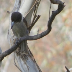 Cracticus torquatus (Grey Butcherbird) at Borough, NSW - 29 Nov 2022 by Paul4K