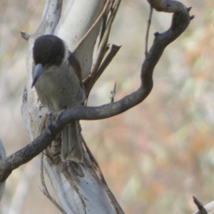 Cracticus torquatus at Borough, NSW - 29 Nov 2022