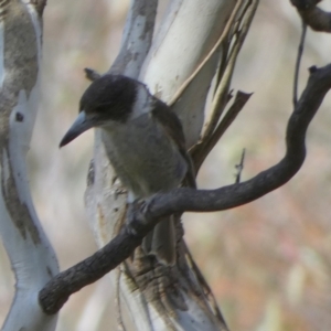 Cracticus torquatus at Borough, NSW - 29 Nov 2022